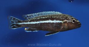 Melanochromis dialeptos 'Masinje' Galerie Melanochromis dialeptos